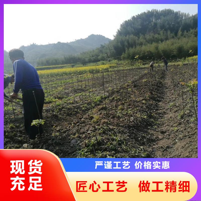 石榴苗视频-石榴苗_贵州省铜仁市市场覆盖万山|思南|黔南|黔东南|黔西南|安顺等