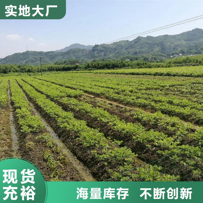 石榴苗视频-石榴苗_贵州省铜仁市市场覆盖万山|思南|黔南|黔东南|黔西南|安顺等