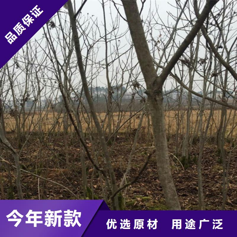 石榴苗视频-石榴苗_贵州省铜仁市市场覆盖万山|思南|黔南|黔东南|黔西南|安顺等