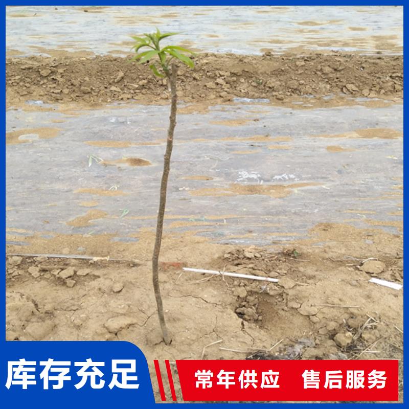 石榴苗视频-石榴苗_贵州省铜仁市市场覆盖万山|思南|黔南|黔东南|黔西南|安顺等