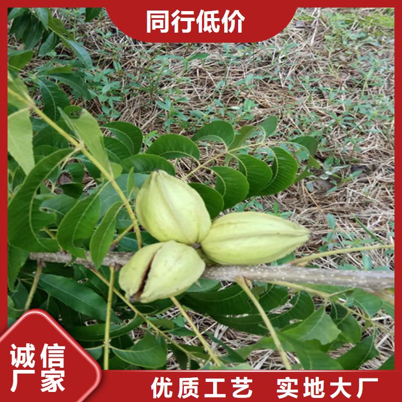 石榴苗视频-石榴苗_贵州省铜仁市市场覆盖万山|思南|黔南|黔东南|黔西南|安顺等
