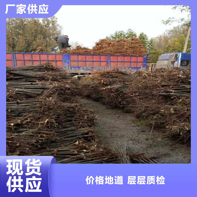 石榴苗视频-玉树|果洛|海南|海北|海东石榴苗客户信赖的厂家-轩园园艺场(海西市分公司)