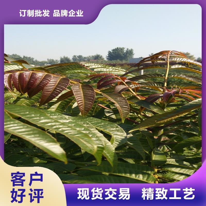 石榴苗视频-玉树|果洛|海南|海北|海东石榴苗客户信赖的厂家-轩园园艺场(海西市分公司)