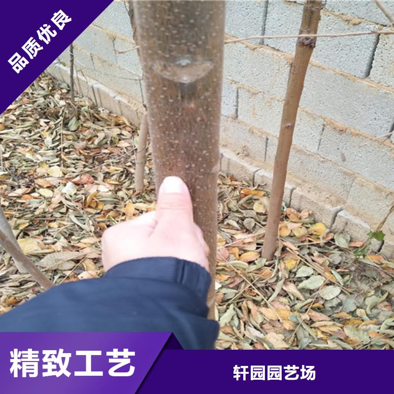 石榴苗视频-玉树|果洛|海南|海北|海东石榴苗客户信赖的厂家-轩园园艺场(海西市分公司)
