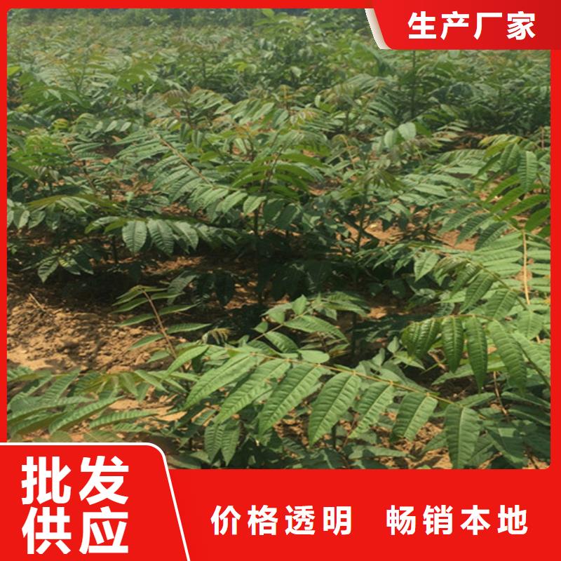石榴苗视频-玉树|果洛|海南|海北|海东石榴苗客户信赖的厂家-轩园园艺场(海西市分公司)