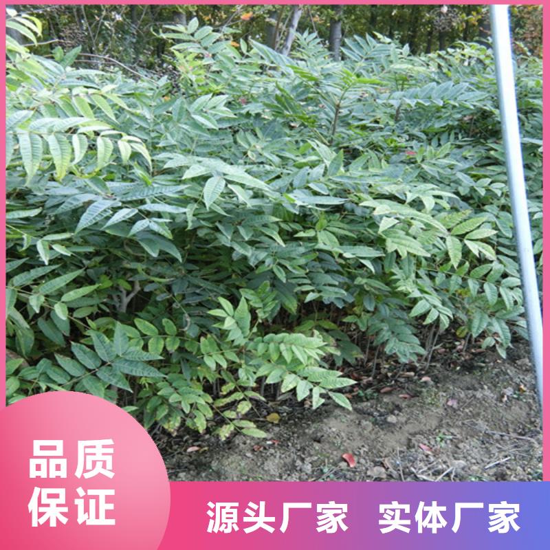 石榴苗视频-玉树|果洛|海南|海北|海东石榴苗客户信赖的厂家-轩园园艺场(海西市分公司)