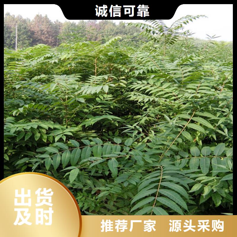 石榴苗视频-玉树|果洛|海南|海北|海东石榴苗客户信赖的厂家-轩园园艺场(海西市分公司)