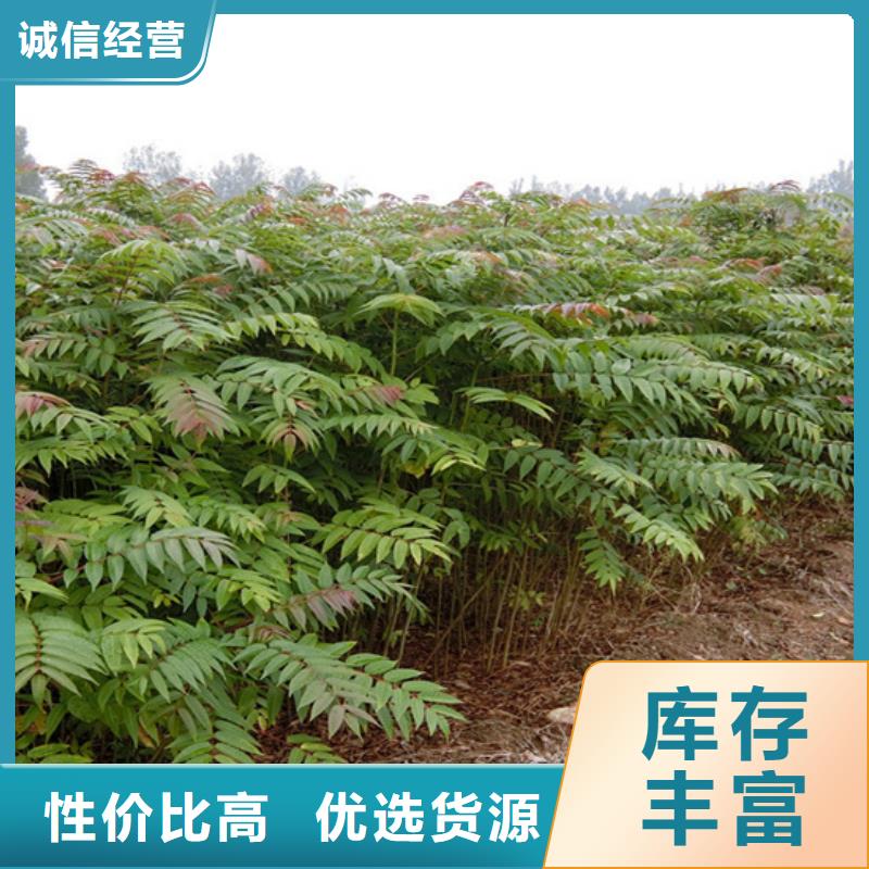 石榴苗视频-玉树|果洛|海南|海北|海东石榴苗客户信赖的厂家-轩园园艺场(海西市分公司)