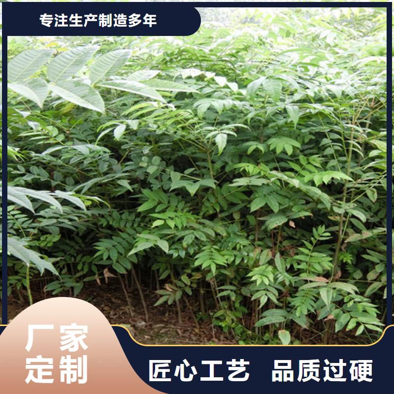 石榴苗视频-玉树|果洛|海南|海北|海东石榴苗客户信赖的厂家-轩园园艺场(海西市分公司)