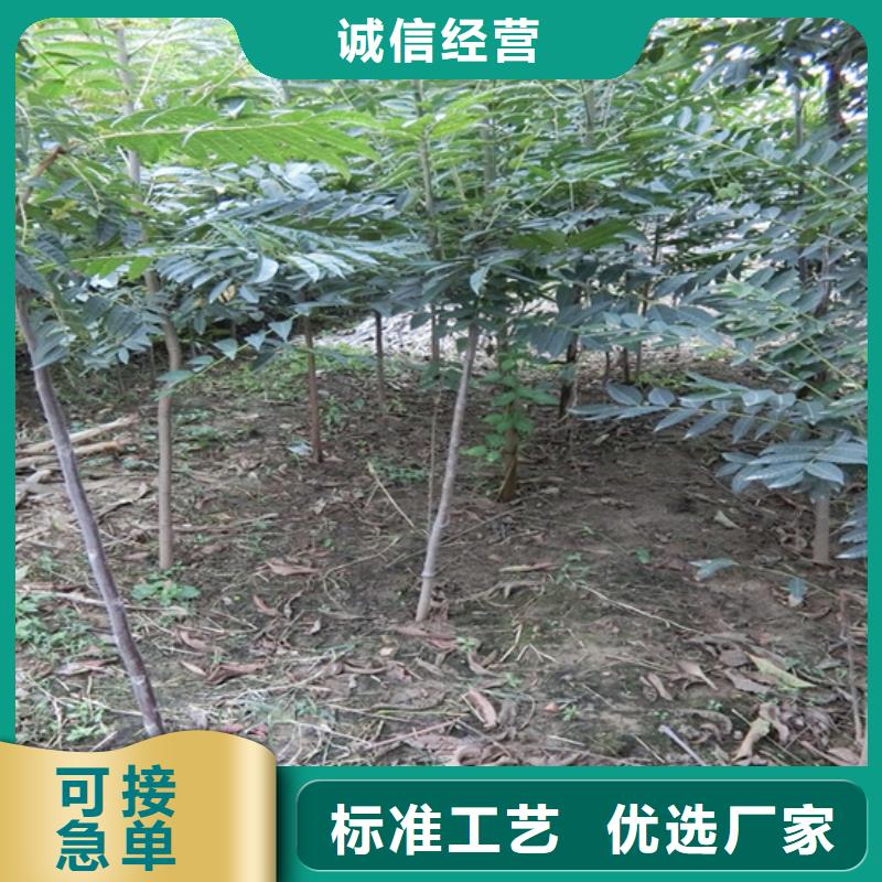 石榴苗视频-玉树|果洛|海南|海北|海东石榴苗客户信赖的厂家-轩园园艺场(海西市分公司)