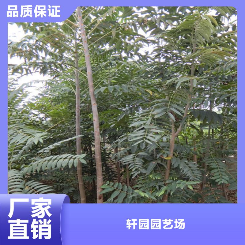 石榴苗视频-玉树|果洛|海南|海北|海东石榴苗客户信赖的厂家-轩园园艺场(海西市分公司)