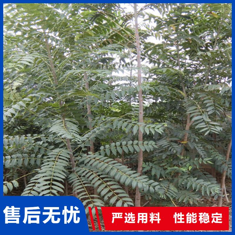 石榴苗视频-玉树|果洛|海南|海北|海东石榴苗客户信赖的厂家-轩园园艺场(海西市分公司)