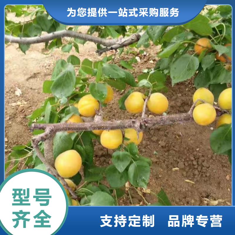 杏_无花果苗质优价廉