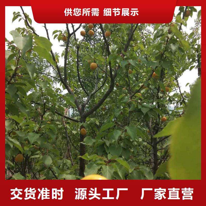 杏_无花果苗质优价廉