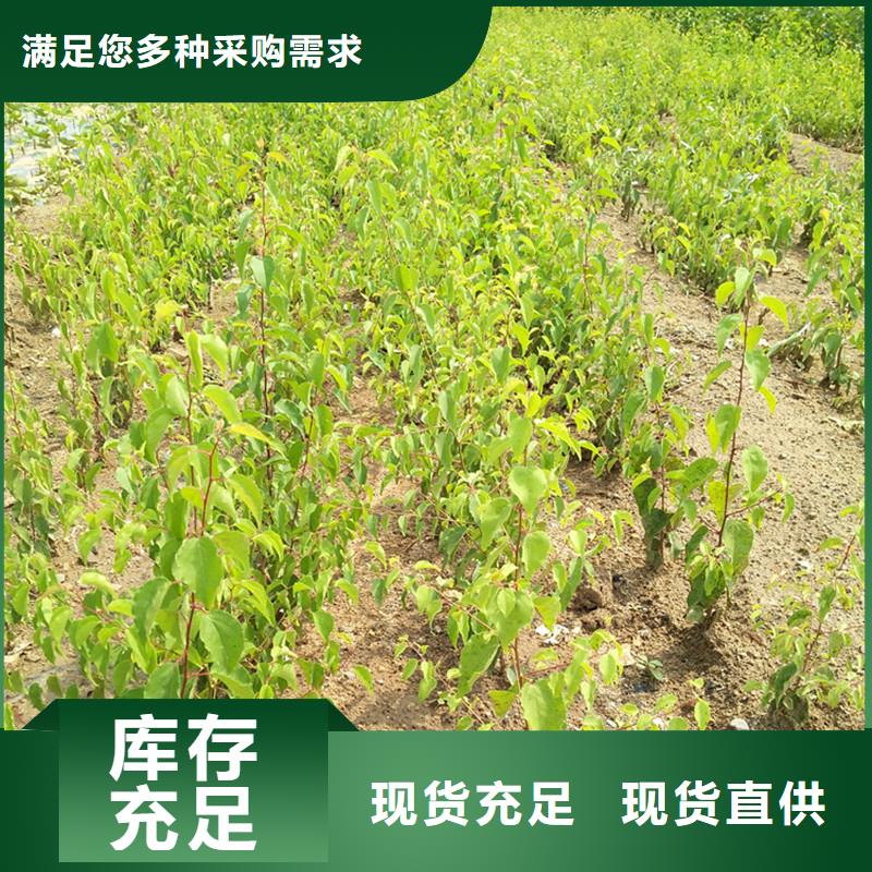 杏石榴树现货供应