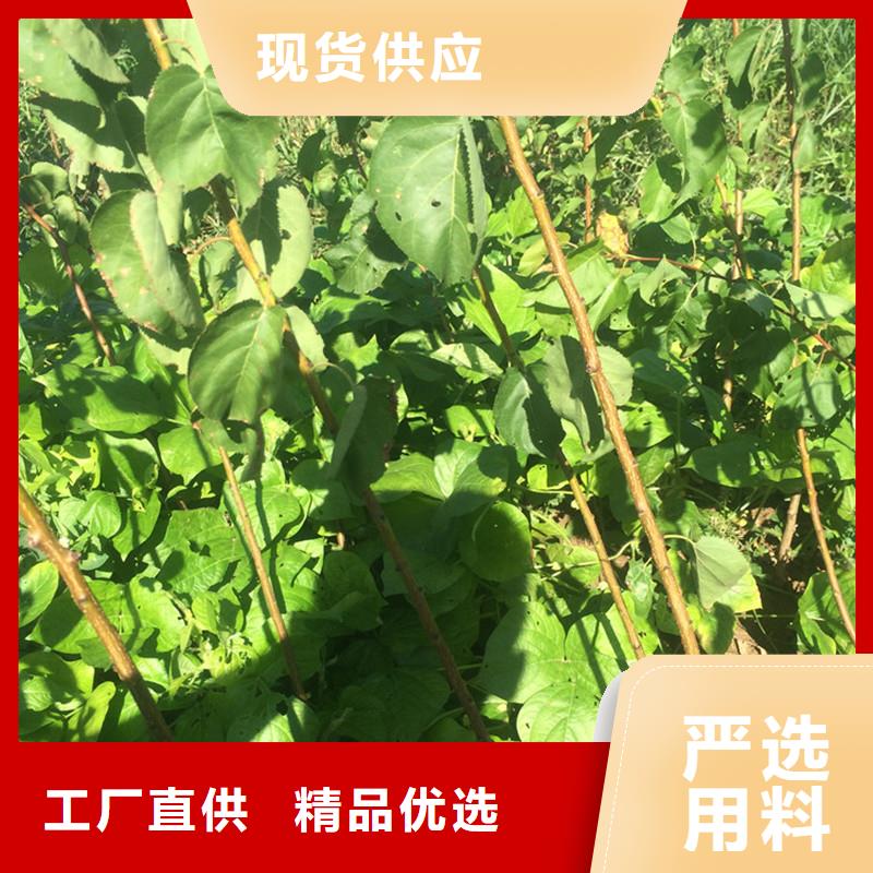 杏_无花果苗质优价廉