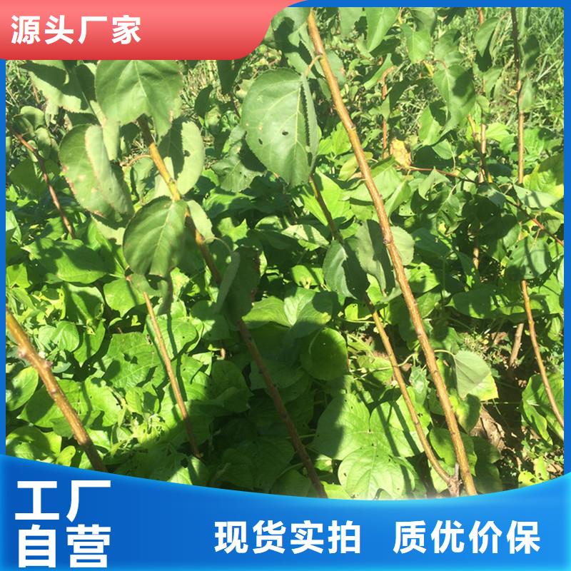 杏石榴树现货供应