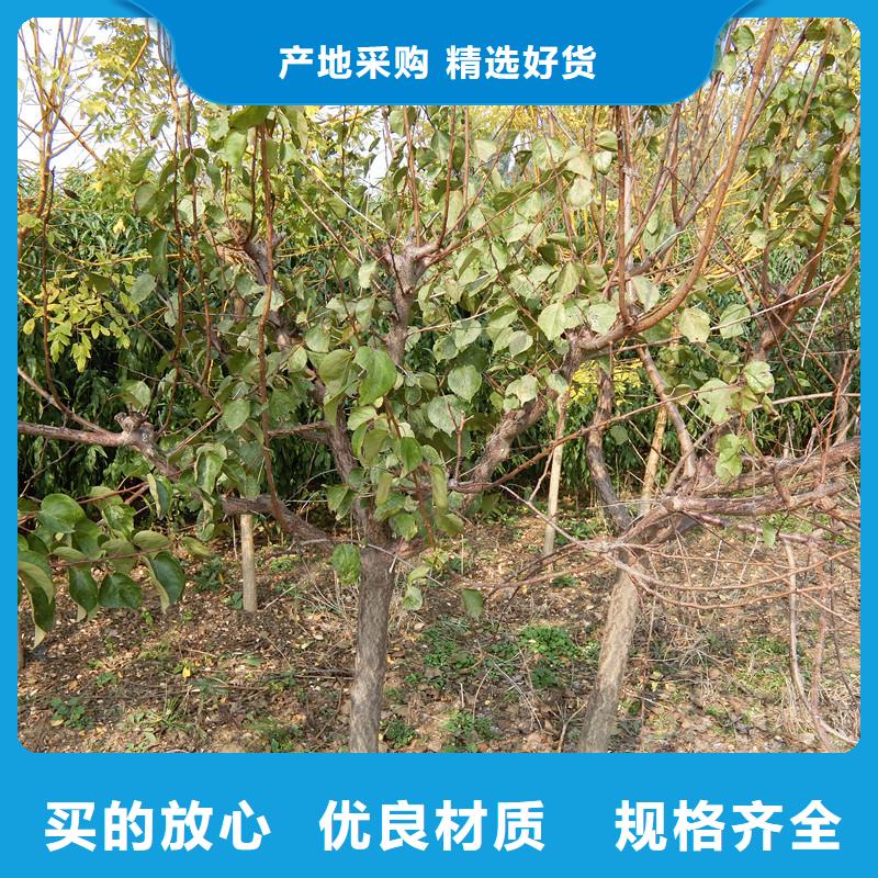 杏_无花果苗质优价廉