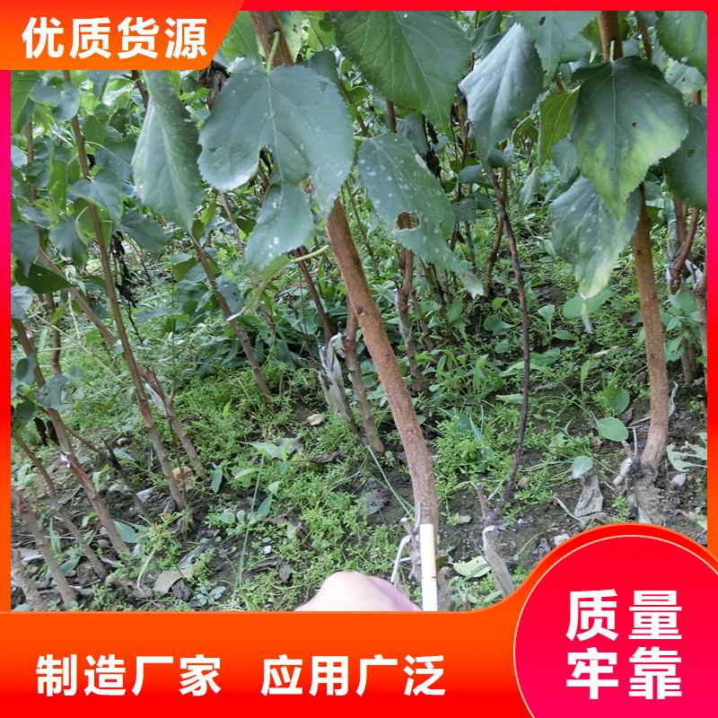 杏石榴树现货供应