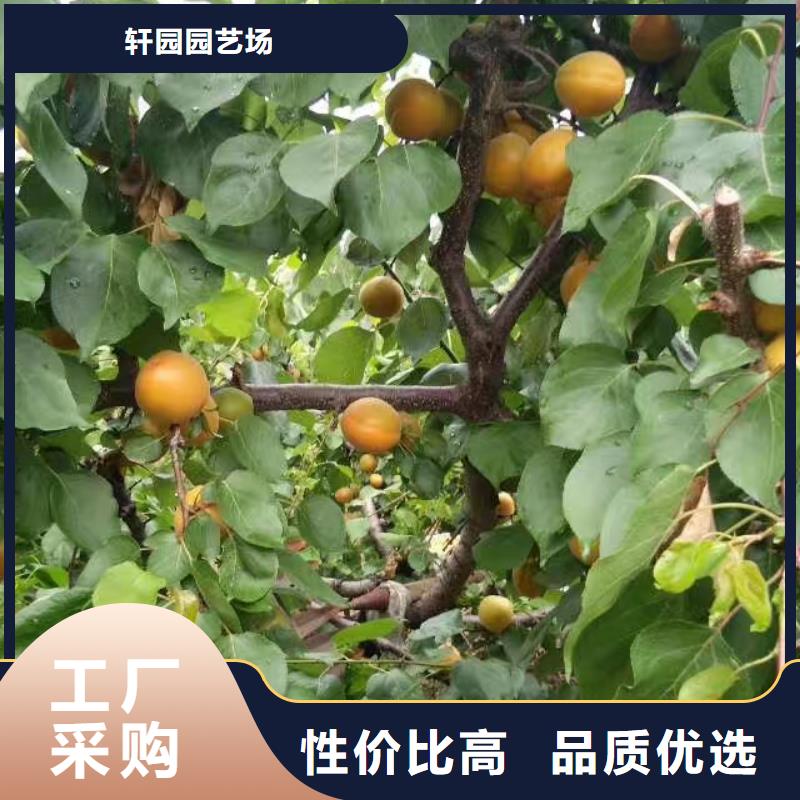 杏石榴树现货供应