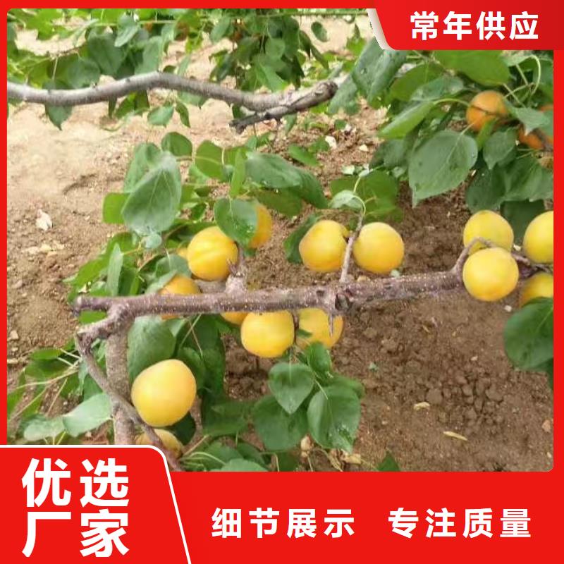 杏_无花果苗质优价廉