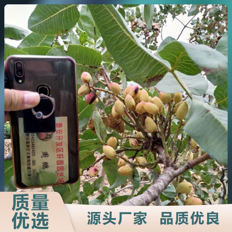 开心果嘎啦苹果厂家直营