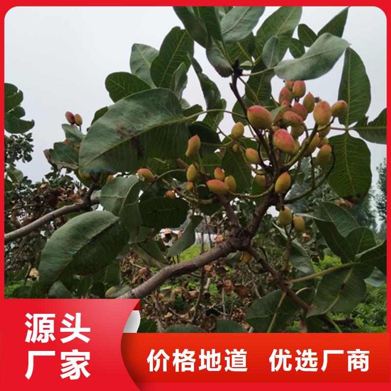开心果嘎啦苹果厂家直营