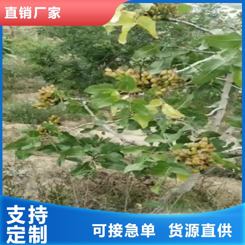 开心果_杏树苗现货快速采购