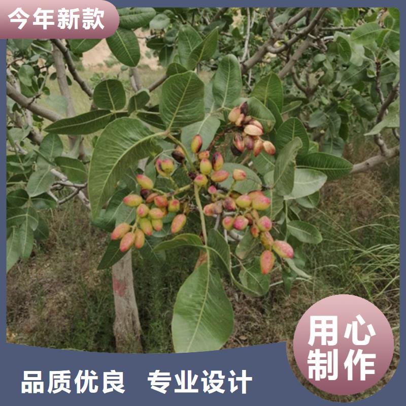 开心果嘎啦苹果厂家直营