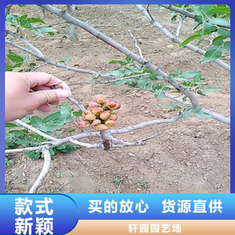 开心果嘎啦苹果厂家直营
