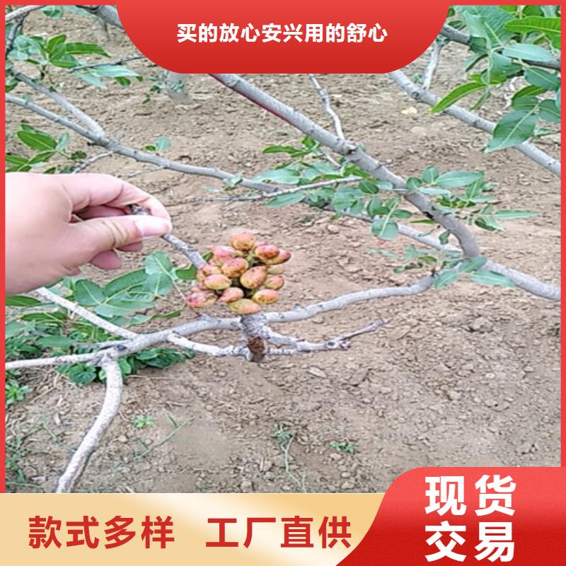 开心果_杏树苗现货快速采购