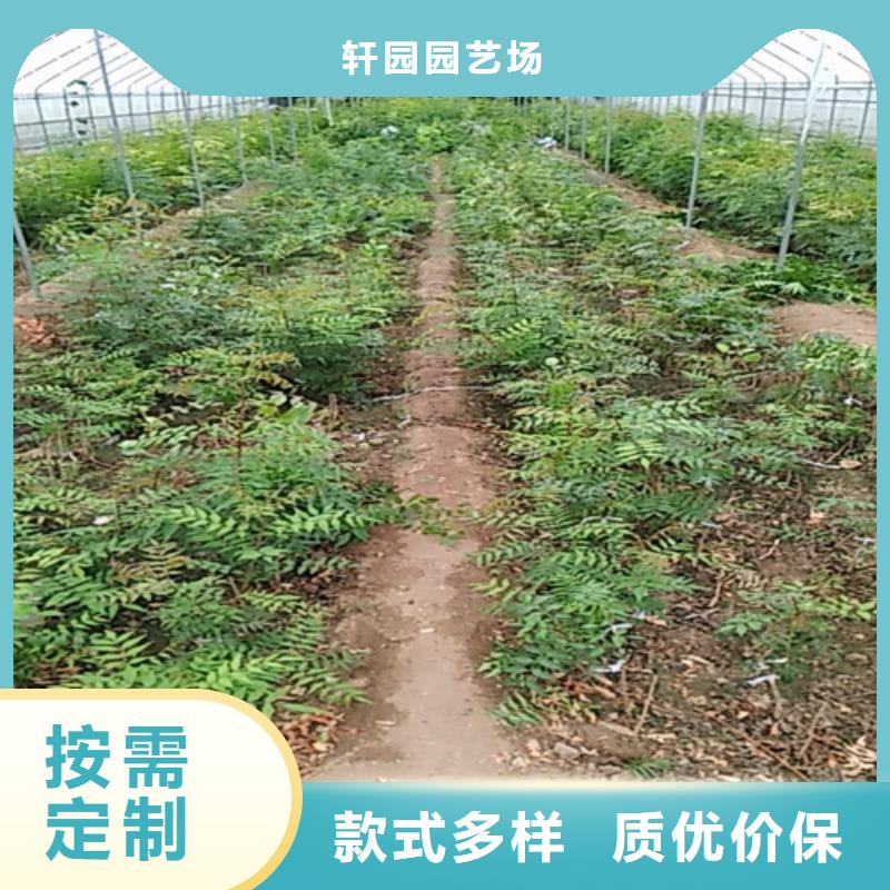 开心果嘎啦苹果厂家直营
