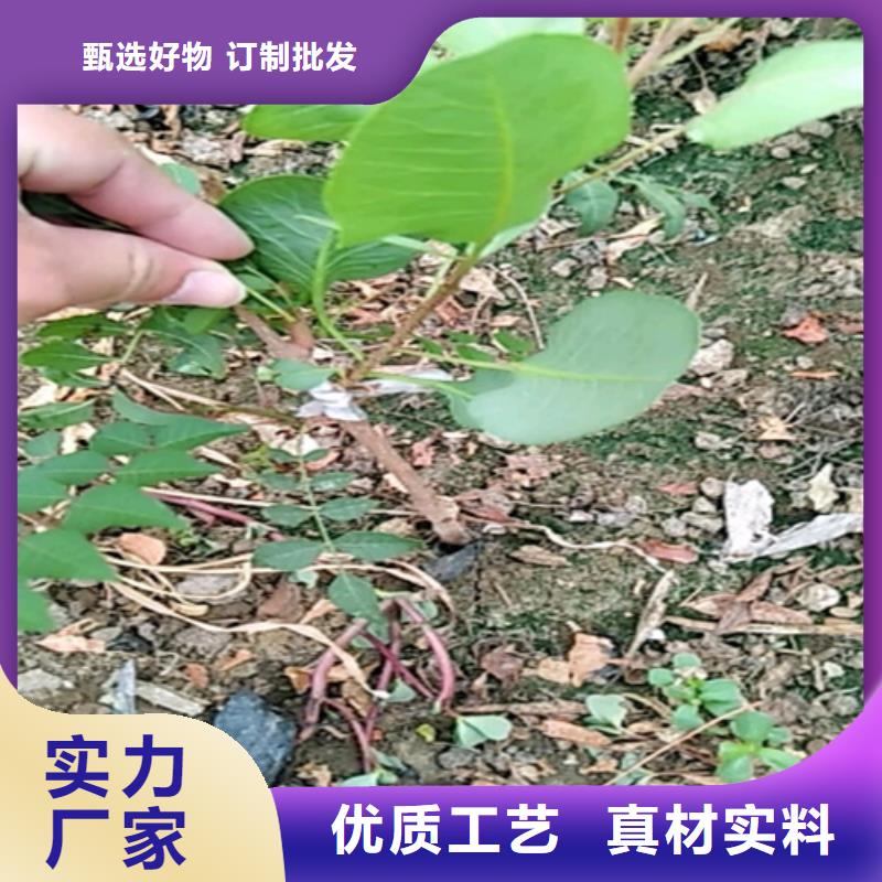 开心果_杏树苗现货快速采购