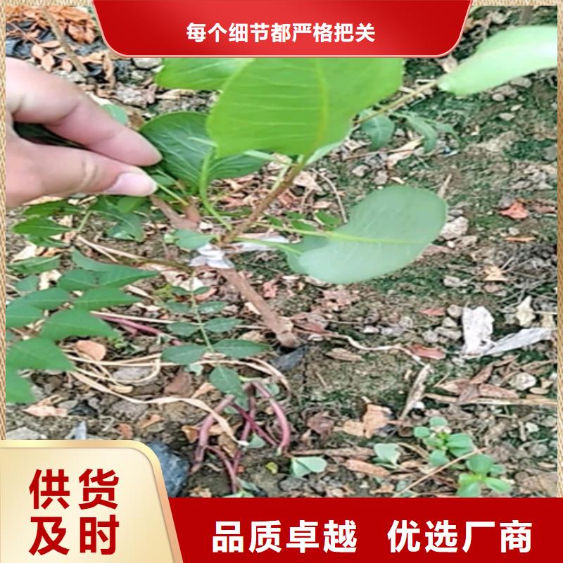 开心果嘎啦苹果厂家直营