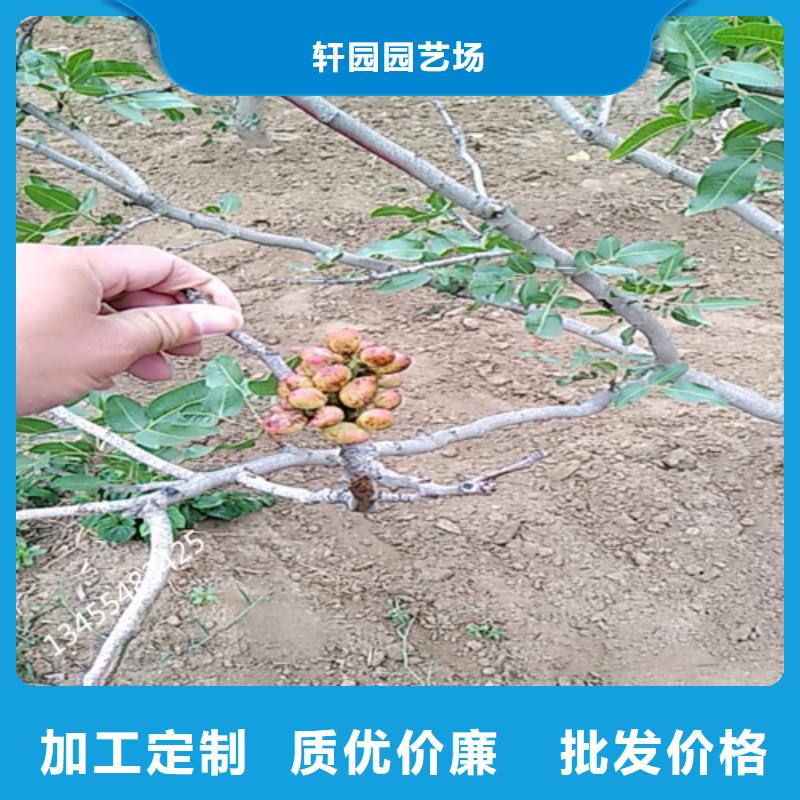 开心果嘎啦苹果厂家直营