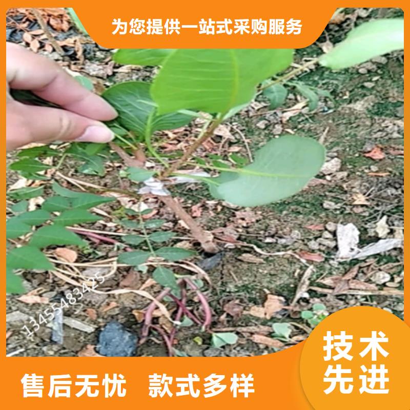 开心果嘎啦苹果厂家直营