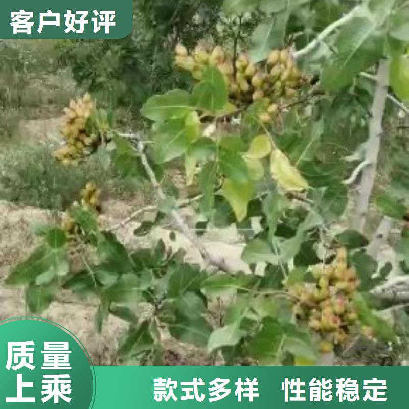 开心果嘎啦苹果厂家直营