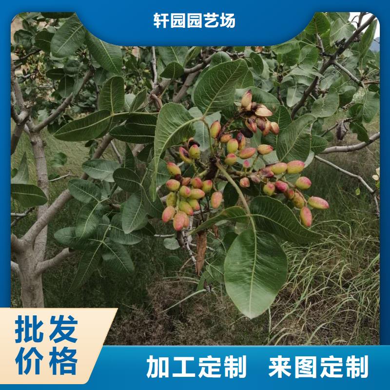 开心果嘎啦苹果厂家直营