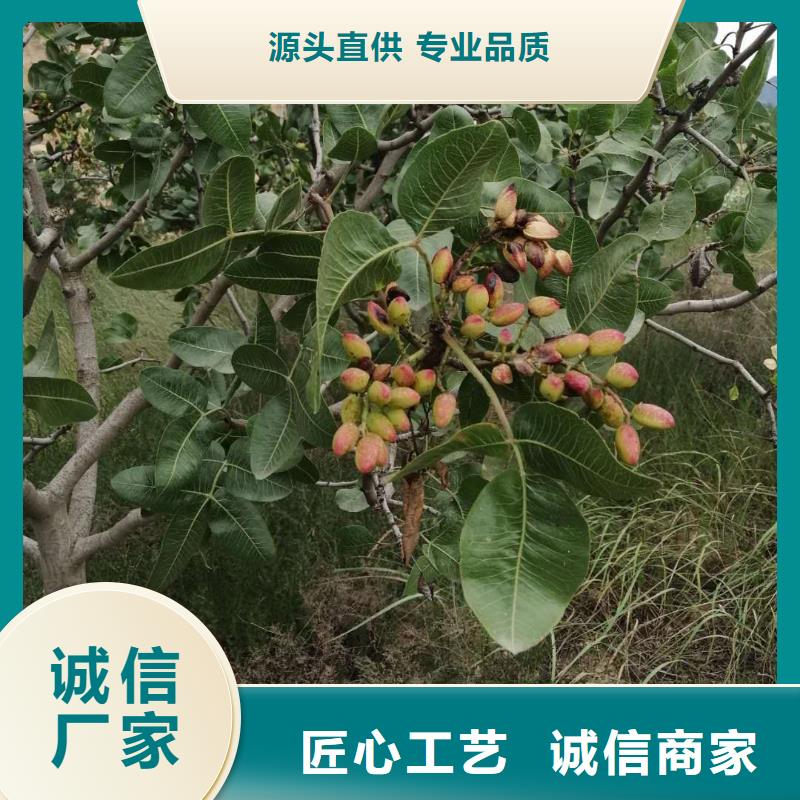 开心果嘎啦苹果厂家直营