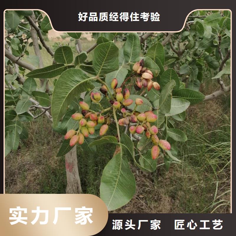 开心果嘎啦苹果厂家直营