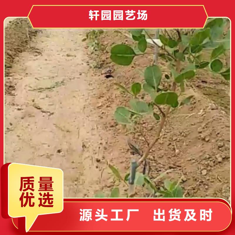 开心果嘎啦苹果厂家直营