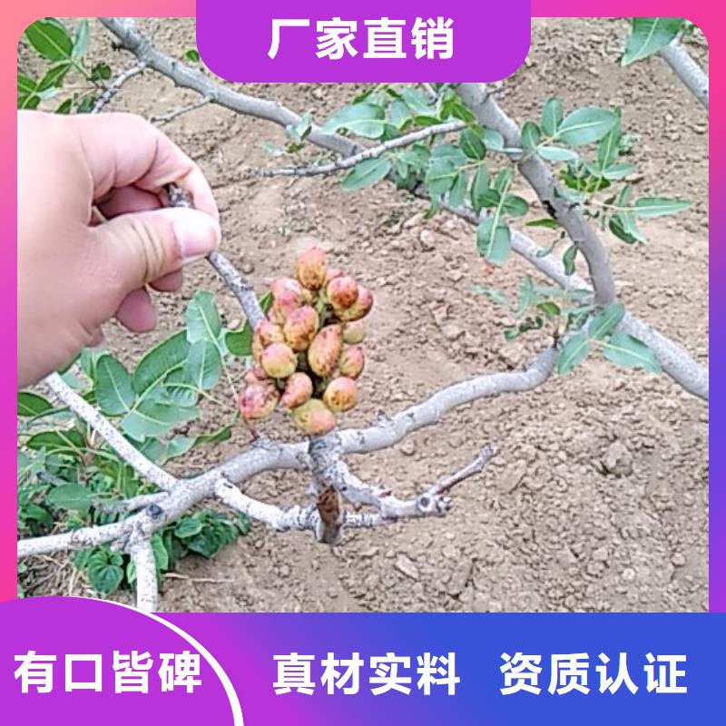 开心果嘎啦苹果厂家直营
