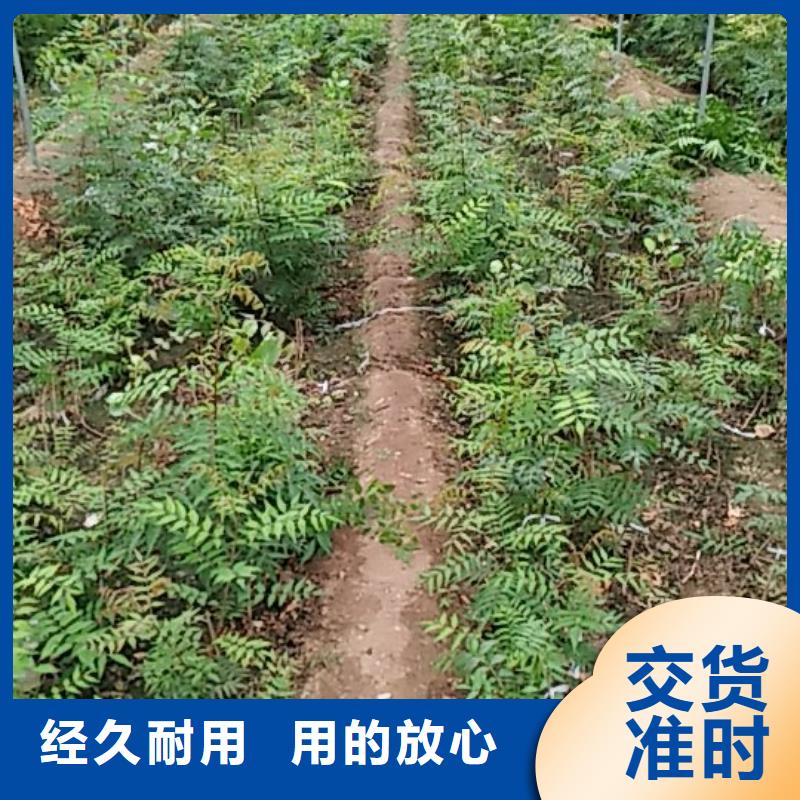 开心果嘎啦苹果厂家直营