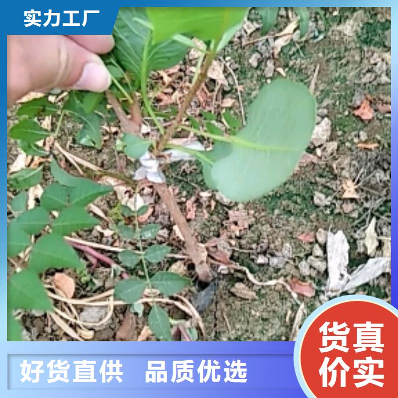 开心果嘎啦苹果厂家直营