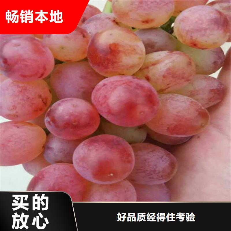 葡萄苗【苹果苗】厂家供应由广祥为您
