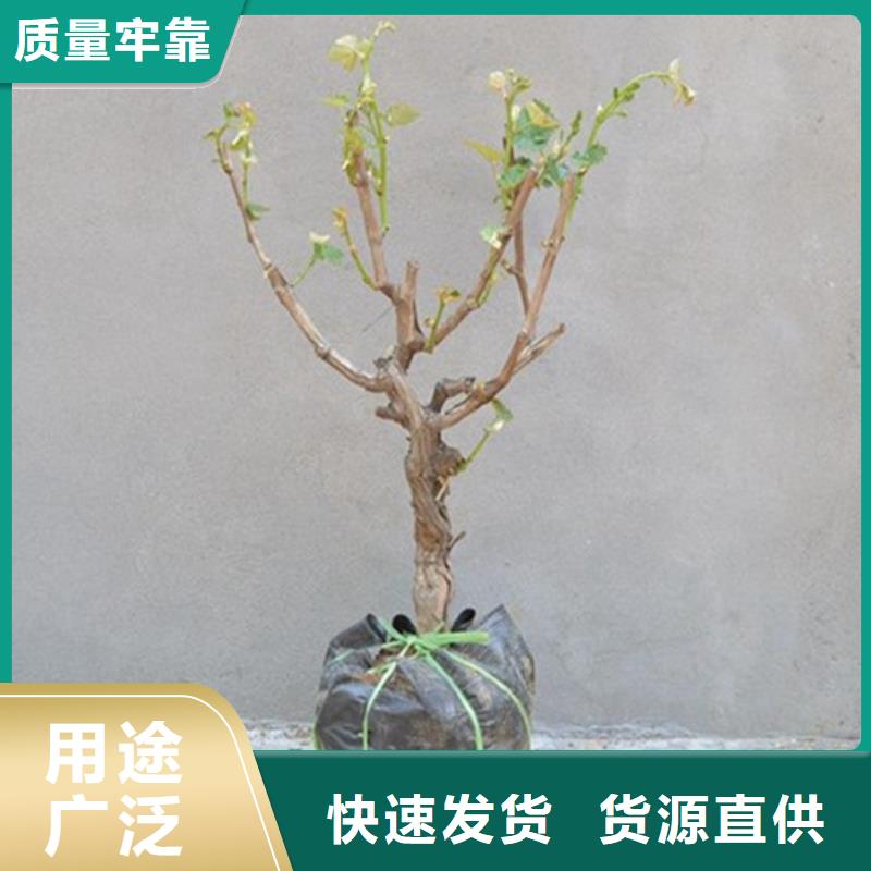葡萄苗【苹果苗】厂家供应由广祥为您