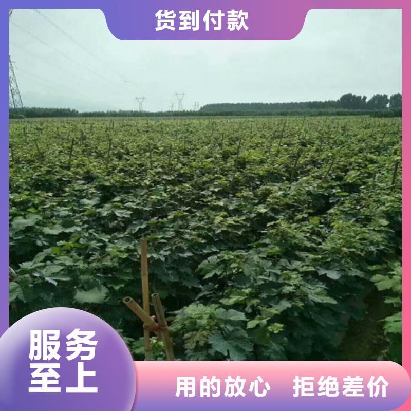 葡萄苗【苹果苗】厂家供应由广祥为您