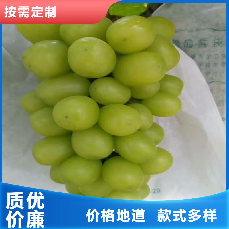 葡萄苗【苹果苗】厂家供应由广祥为您