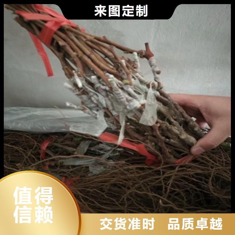 葡萄苗【苹果苗】厂家供应由广祥为您