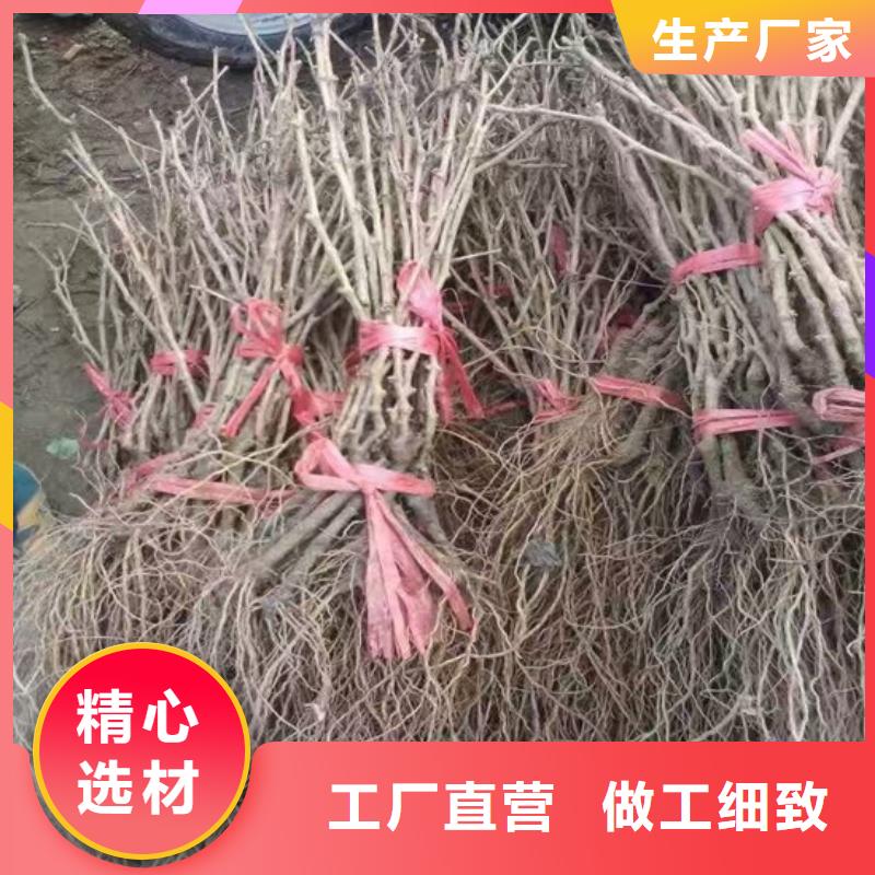 葡萄苗【苹果苗】厂家供应由广祥为您
